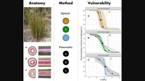 Assessing vulnerability to embolism and hydraulic safety margins in reed-like Restionaceae