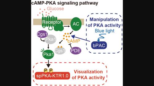 Live‐cell fluorescence imaging and optogenetic control of PKA kinase activity in fission yeast Schizosaccharomyces pombe