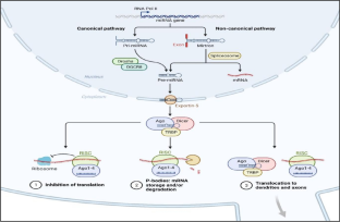 Molecular functions of microRNAs in colorectal cancer: recent roles in proliferation, angiogenesis, apoptosis, and chemoresistance