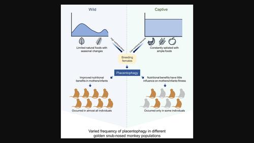 Variation in placentophagy in golden snub‐nosed monkeys (Rhinopithecus roxellana) reflects nutritional constraints