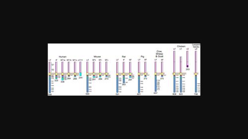 The prolactin receptor: A cross-species comparison of gene structure, transcriptional regulation, tissue-specificity, and genetic variation