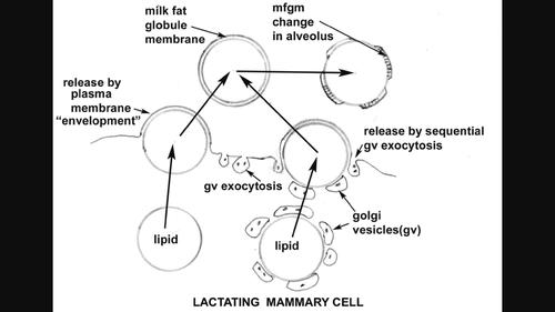 Milk lipid and milk fat globule membrane production