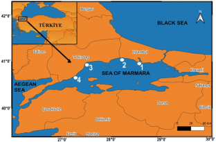 Analysis of Metal Accumulation in Some Marine Organisms Obtained from the Northern Sea of Marmara, Türkiye