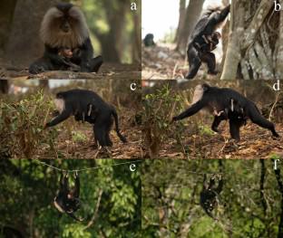 Twinning in wild, endangered lion-tailed macaques Macaca silenus in the Anamalai Hills of the Western Ghats, India