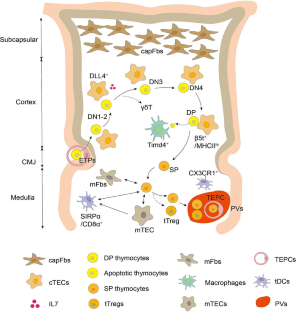 The Proteostasis of Thymic Stromal Cells in Health and Diseases