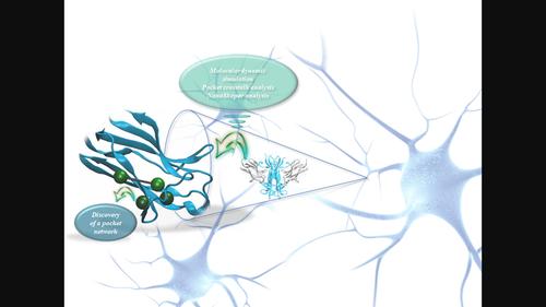 Discovery of a pocket network on the domain 5 of the TrkB receptor – A potential new target in the quest for the new ligands