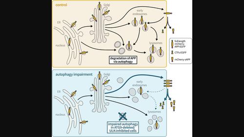 Inhibition of Autophagy Alters Intracellular Transport of APP Resulting in Increased APP Processing