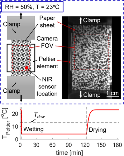 Transient hygro- and hydro-expansion of freely and restrained dried paper: the fiber-network coupling