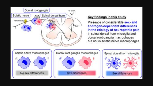 Sexually dimorphic effects of pexidartinib on nerve injury-induced neuropathic pain in mice