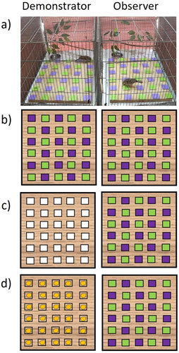 Social demonstration of colour preference improves the learning of associated demonstrated actions