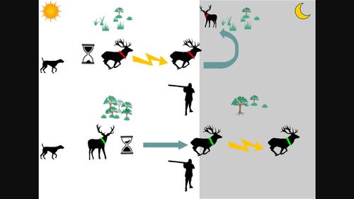 Red deer responses to drive hunts are related to habitat and landscape characteristics