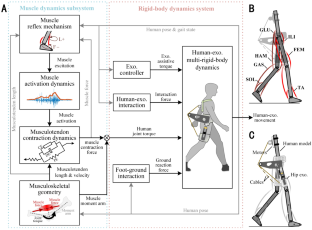 Forward dynamics simulation of a simplified neuromuscular-skeletal-exoskeletal model based on the CMA-ES optimization algorithm: framework and case studies