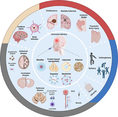 Nose-to-brain delivery of nanotherapeutics: Transport mechanisms and applications.