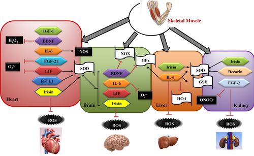 Myokines: A central point in managing redox homeostasis and quality of life