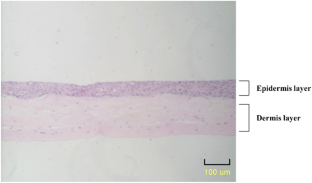 Assessment of Damnacanthus major Siebold & Zucc callus for antioxidative and moisturizing capacities using an artificial skin alternative