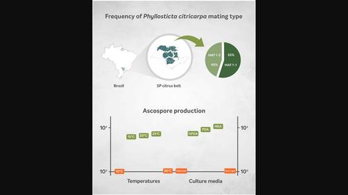 Survey of Phyllosticta citricarpa mating type in the São Paulo citrus belt and optimization of in vitro ascospore production