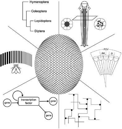 Looking across the gap: Understanding the evolution of eyes and vision among insects