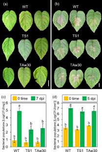 Flagellar motility of Pseudomonas syringae pv. actinidiae biovar 3 contributes to bacterial infection through stomata