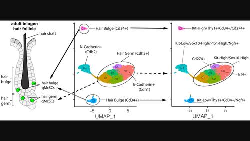 Molecular heterogeneity of quiescent melanocyte stem cells revealed by single-cell RNA-sequencing