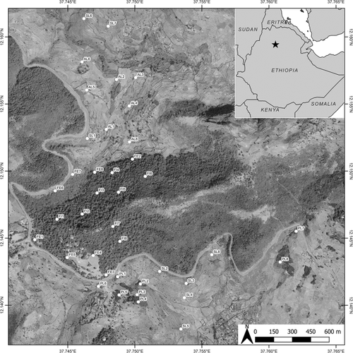 Unique bird diversity in an Ethiopian church forest