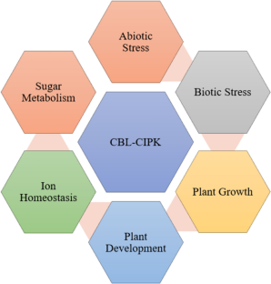 DELLA proteins and CBL-CIPK signaling pathway are emerging players in plant biotechnology