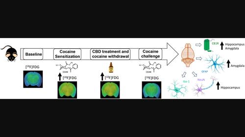 Impact of cannabidiol on brain glucose metabolism of C57Bl/6 male mice previously exposed to cocaine