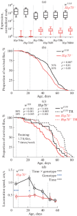 Knockout of Hsp70 Genes Modulates Age-Related Transcriptomic Changes in Leg Muscles and Reduces the Locomotion Speed and Lifespan of Drosophila melanogaster