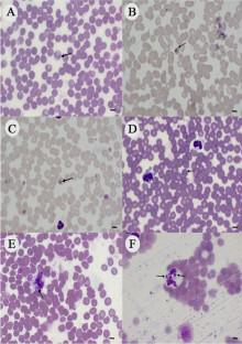 Piroplasmid Infections Among Domestic Dogs in the Mountain City of Rio de Janeiro, Brazil