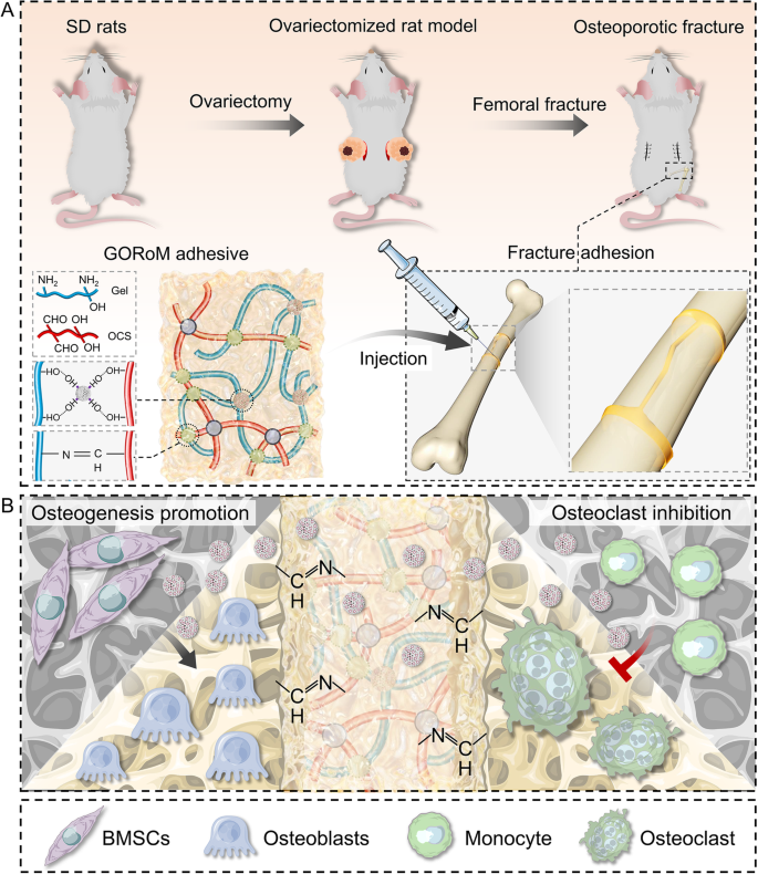 A bone adhesive enhances osteoporotic fracture repair by regulating bone homeostasis