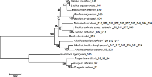 Community structure of endophytic bacteria of Sargassum thubergii in the intertidal zone of Qingdao in China