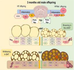 Melatonin supplementation in obese mothers reduces hypothalamic inflammation and enhances thermogenesis in mice progeny