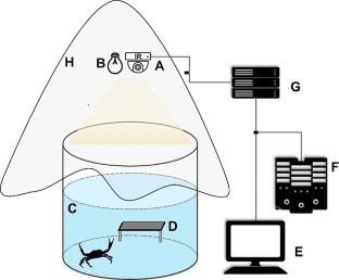 When neighbors become family: the dear-enemy effect of swimming crab and the verification of the formation hypothesis