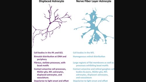 Morphological and electrophysiological characterization of a novel displaced astrocyte in the mouse retina