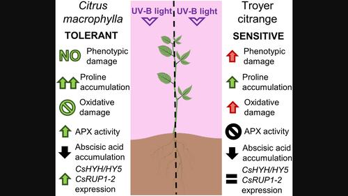 Proline accumulation and antioxidant response are crucial for citrus tolerance to UV-B light-induced stress