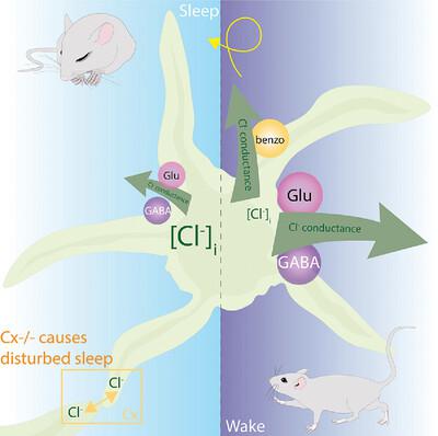 How astrocytic chloride modulates brain states