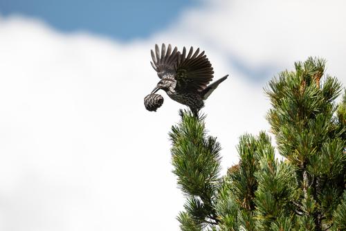 Individual behaviour shapes patterns of bird-mediated seed dispersal