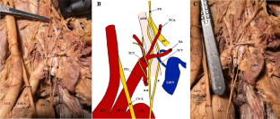 Rare case of divided phrenic nerve variation: a cadaveric case report