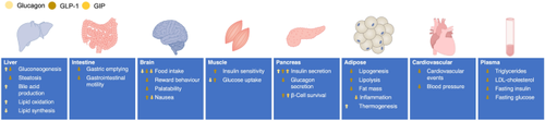 Dual and Triple Incretin-Based Co-agonists: Novel Therapeutics for Obesity and Diabetes