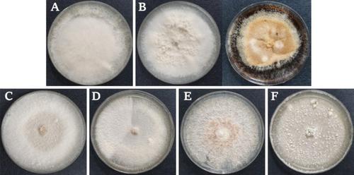 Identification and Pathogenicity of Species Isolated from Stored Potato Tubers Showing Symptoms of Dry Rot Disease