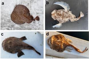 Estimation of Economic Losses in Trammel Nets Fisheries Using the Length–weight Relationship