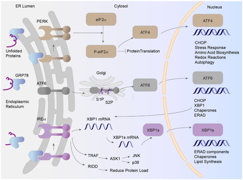 Endoplasmic Reticulum Stress in Hypertension and Salt Sensitivity of Blood Pressure