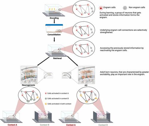 Memory circuits in dementia: The engram, hippocampal neurogenesis and Alzheimer’s disease