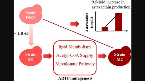 Comparative transcriptome analysis reveals the redirection of metabolic flux from cell growth to astaxanthin biosynthesis in Yarrowia lipolytica