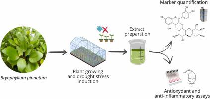 Phenolic-rich extract from Bryophyllum pinnatum leaf cultivated under drought stress conditions modulates the antioxidant and anti-inflammatory response