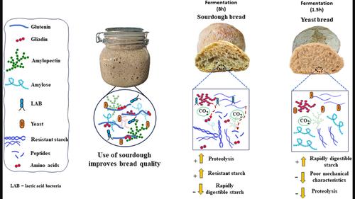 The effects of fermentation time on sourdough bread: An analysis of texture profile, starch digestion rate, and protein hydrolysis rate