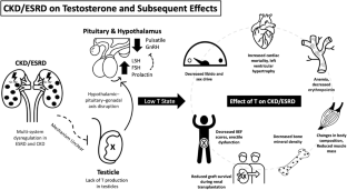 Testosterone deficiency in men with end stage renal disease and kidney transplantation: a narrative review