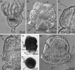 Ultrastructure of a swimming-type larva of Barentsia gracilis (Entoprocta, Coloniales)