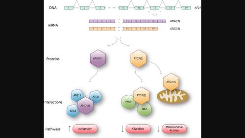 ATG7(2) Interacts With Metabolic Proteins and Regulates Central Energy Metabolism