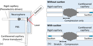 The mechanical effects of chemical stimuli on neurospheres