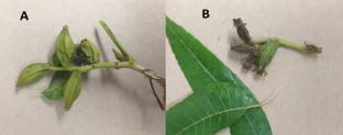 Laccase-producing gut bacteria from the larvae of Acrobasis nuxvorella (Lepidoptera: Pyralidae)